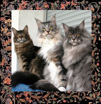 Silberlöwen Maine Coons