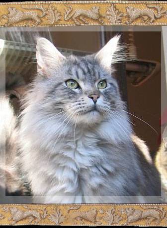 Silberlöwen Maine Coons