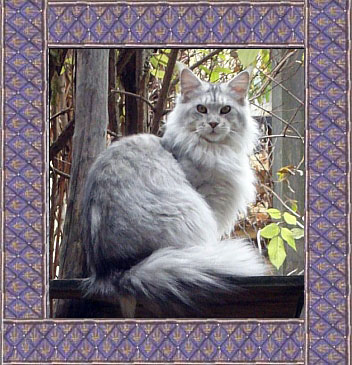 Silberlöwen Maine Coons